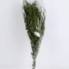 Dried Flowers 16*80CM lavandula angustifolia 70g GS-56619011-G1