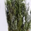 Dried Flowers 16*80CM lavandula angustifolia 70g GS-56619011-G1