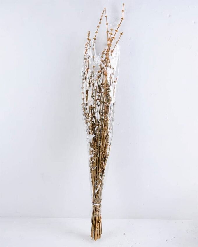 Dried Flowers 13*85CM leonrus japenicus GS-56619013-K1 1 Dried Flowers 13*85CM leonrus japenicus GS-56619013-K1