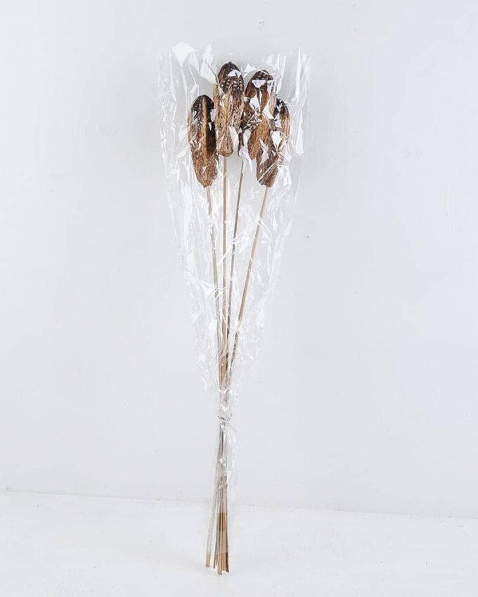 Dried Flowers 12*68cm metaplexis japonica bush*5 GS-56619025
