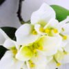 Artificial Flower 20*90CM Bougainvillea?spectabilis?Willd GS-51919003-W1
