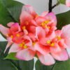 Artificial Flower 20*90CM Bougainvillea?spectabilis?Willd GS-51919003-P1