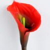 Artificial Flower 8*70CM HASTE CALLA REAL TOQUE GS-41519048-R1