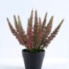 Artificial Flower 20*20*24cm Lavender in Plastic pot GS-03320002P0P24 1 Artificial Flower 20*20*24cm Lavender in Plastic pot GS-03320002P0P24