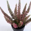 Artificial Flower 20*20*24cm Lavender in Plastic pot GS-03320002P0P24 2 Artificial Flower 20*20*24cm Lavender in Plastic pot GS-03320002P0P24