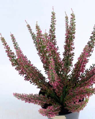 Artificial Flower 22*22*29cm Lavender in plastic pot GS-03320001P0P24