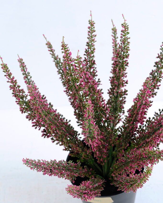 Artificial Flower 22*22*29cm Lavender in plastic pot GS-03320001P0P24