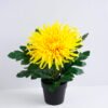 Artificial Flower 25*20*27CM Mum in plastic pot GS-05520006