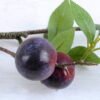 Artificial Flower 15*61CM Plum spray GS-44220011-Z1
