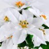 Artificial Flower 40*49cm Poinsettia Bush*7 GS-37319111-W1