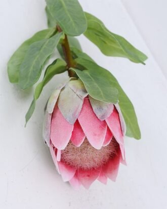 Artificial Flower 8.5*47cm Single Protea GS-09819060