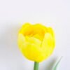 Artificial Flower Single Tulip GVC-19-2675-Y1