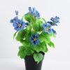 Artificial Flower 23*23*30cm Wild flowers in plastic pot GS-03319329-B1