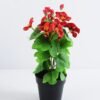 Artificial Flower 23*23*30cm Wild flowers in plastic pot GS-03319329-P1