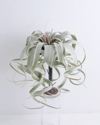 Artificial Plant 30*30CM AIR GRASS WITH FLOCKY (L) GS-58419007