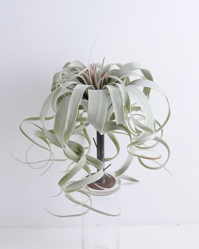 Artificial Plant 30*30CM AIR GRASS WITH FLOCKY (L) GS-58419007