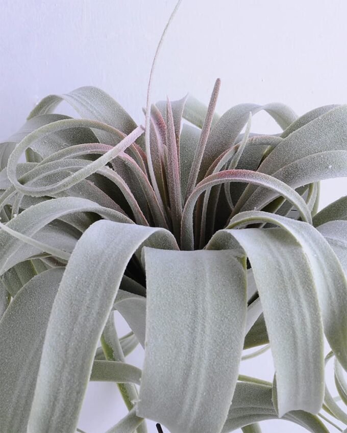 Artificial Plant 30*30CM AIR GRASS WITH FLOCKY (L) GS-58419007