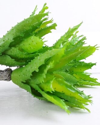 Artificial Plant 16*36cm Aloe*3 GS-47119033-G1
