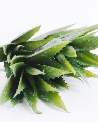 Artificial Plant 25*58cm Aloe*5 GS-47119019-G1