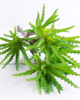 Artificial Plant 20*54cm Aloe(S)*5 GS-47119018-G2