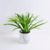 Artificial Plant 44*44*28CM  Chlorophytum in Cement pot GS-03319398
