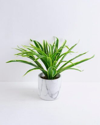 Artificial Plant 44*44*28CM  Chlorophytum in Cement pot GS-03319398