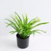 Artificial Plant 37*37*29cm Chlorophytum in Plastic pot GS-03319395
