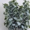 Artificial Plant 21*20*35CM Eucalyptu Bush*3 GS-08419003