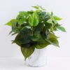 Artificial Plant 29*29*33cm Eucalypus in cement pot GS-03319386