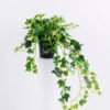 Artificial Plant H:37*29*38CM Ivy garland in plastic pot GS-0338958P4P48-G1