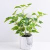 Artificial Plant 28*28*35cm Ivy in Cement Pot GS-03319366