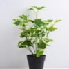 Artificial Plant 28*28*35cm Ivy in Plastic pot GS-03319360
