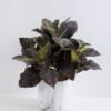 Artificial Plant 30*30*34cm Leaf in  Cement pot GS-03319393