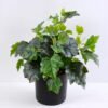 Artificial Plant 30*30*34cm Leaf in plastic pot GS-03319383