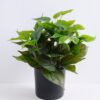 Artificial Plant 30*30*34cm Leaf in plastic pot GS-03319384