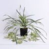 Artificial Plant 58*58*56cm Leaf in plastic pot GS-03319388