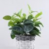 Artificial Plant 26*26*32cm Leaves in Basket GS-03319345