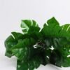 Artificial Plant 34*34*28cm Leaves in Cement Pot GS-03319348