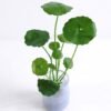 Artificial Plant 8*8*24cm Lotus Leaf in glass pot GS-30319119