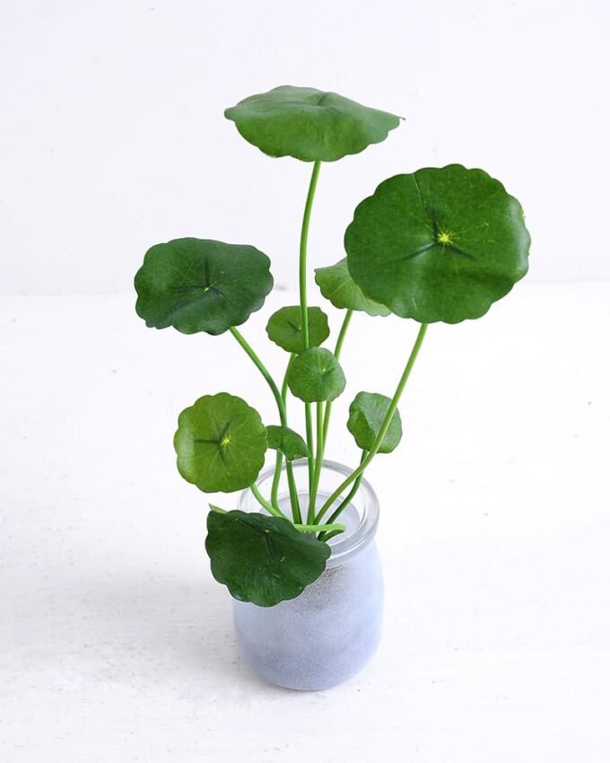 Artificial Plant 8*8*24cm Lotus Leaf in glass pot GS-30319119