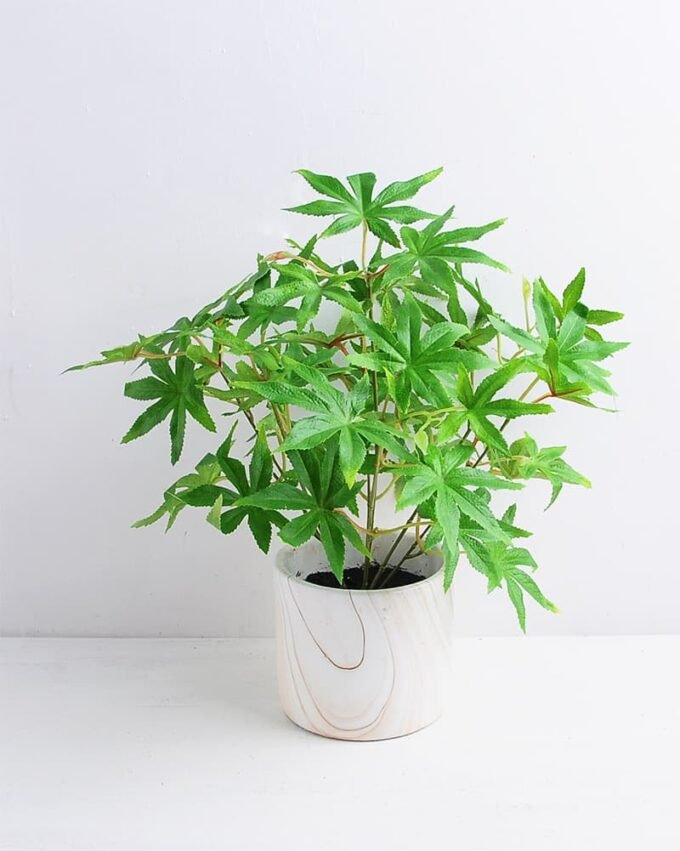 Artificial Plant 37*37*37cm Maple Leaf in Cement Pot GS-03319361