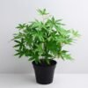 Artificial Plant 34*34*36cm Maple Leaf in Plastic pot GS-03319357