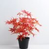 Artificial Plant 34*34*36cm Maple Leaf in Plastic pot GS-03319358