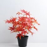 Artificial Plant 34*34*36cm Maple Leaf in Plastic pot GS-03319358