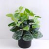 Artificial Plant 22*22*12cm Morning glory in Basket GS-03319243
