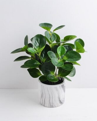 Artificial Plant 34*34*35cm Peperomia in Cement Pot GS-03319363