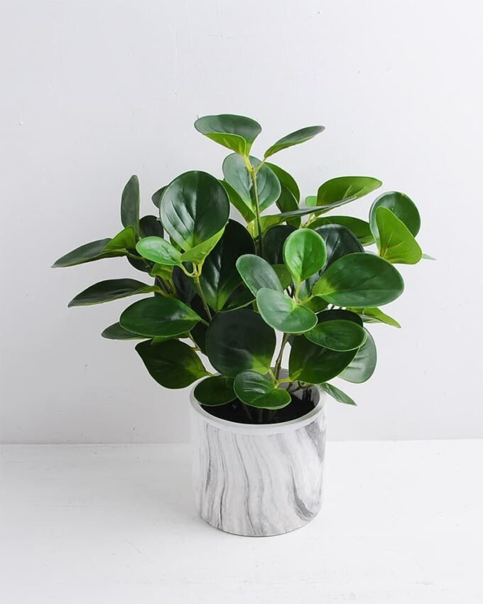 Artificial Plant 34*34*35cm Peperomia in Cement Pot GS-03319363
