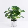 Artificial Plant 31*31*32cm Peperomia in Cement Pot GS-03319368
