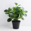 Artificial Plant 31*31*36cm Peperomia in Plastic Pot GS-03319364
