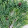 Artificial Plant 26*62CM Pine needles spray*27 GS-46619143